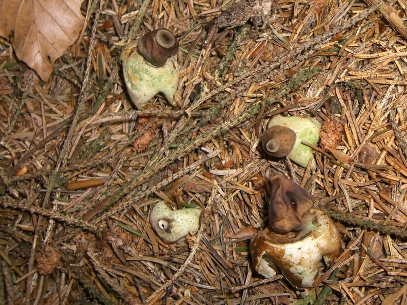GEASTRUM_QUADRIFIDUM Kleiner_Nest-Erdstern