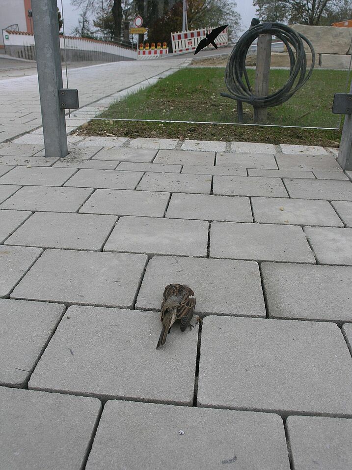 Toter Spatz Vogelschlag