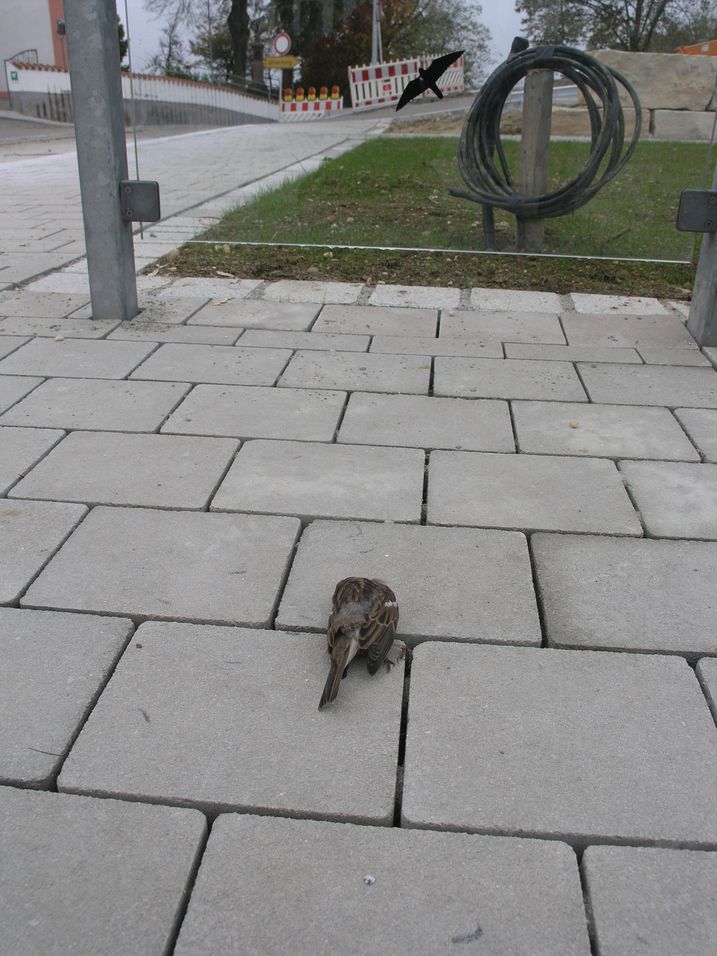 Toter Spatz Vogelschlag