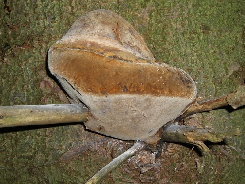 Phellinus-hartigii_Tannen-Feuerschwamm