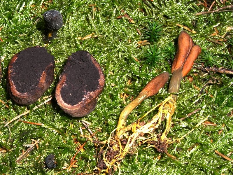 CORDYCEPS_OPHIOGLOSSOIDES_Zungen-Kernkeule