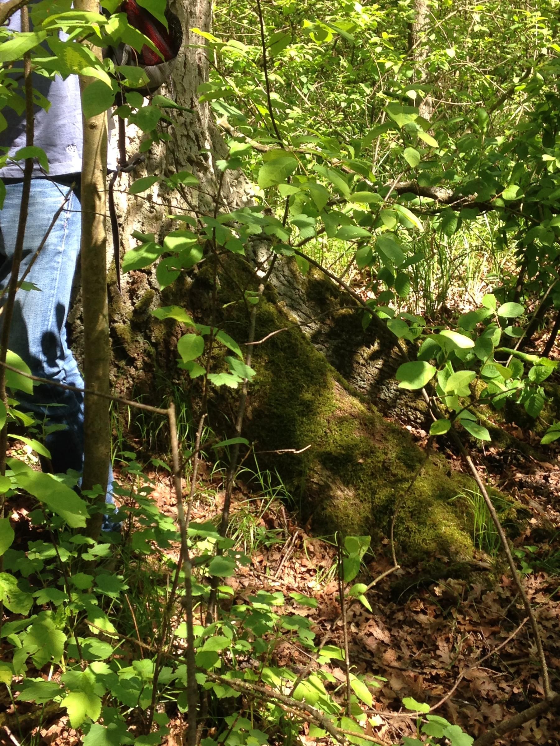 Eichen sind die Charakterbäume des Rainer Waldes