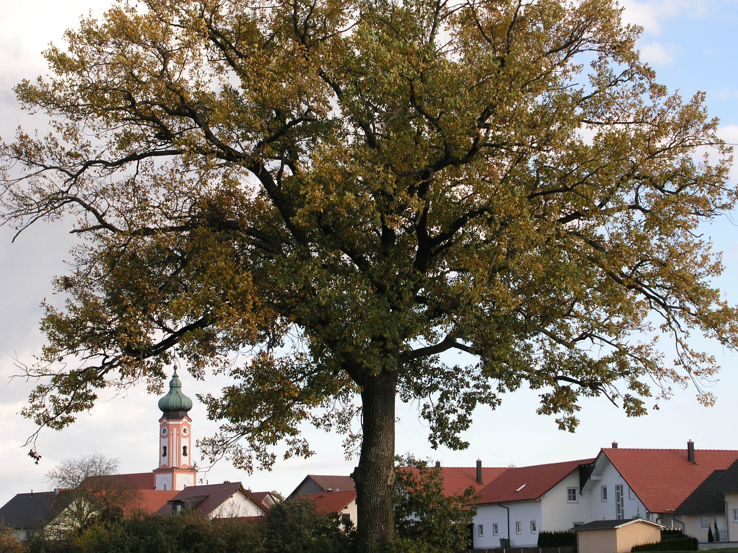 Baum Eiche Feldgehölz