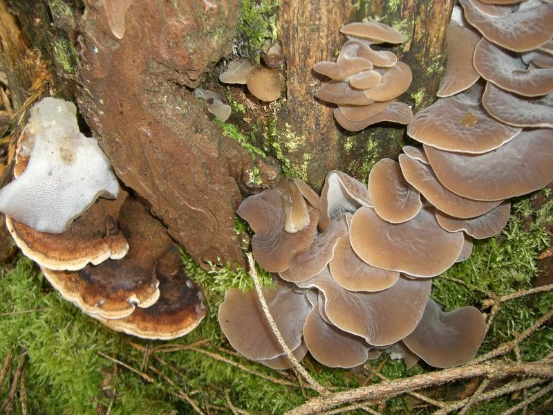 PSEUDOHYDNUM-GELATINOSUM_Zitterzahn