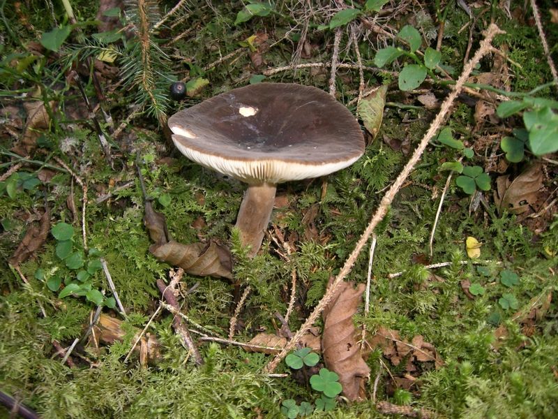Lactarius-picinus_Pechschwarzer_Milchling
