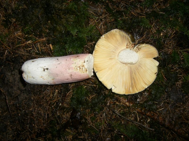 Russula-olivacea_Rotstieliger_Leder-Täubling