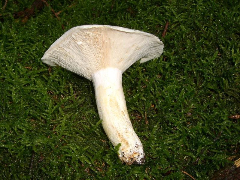Lactarius-piperatus_Langstieliger_Pfeffer-Milchling