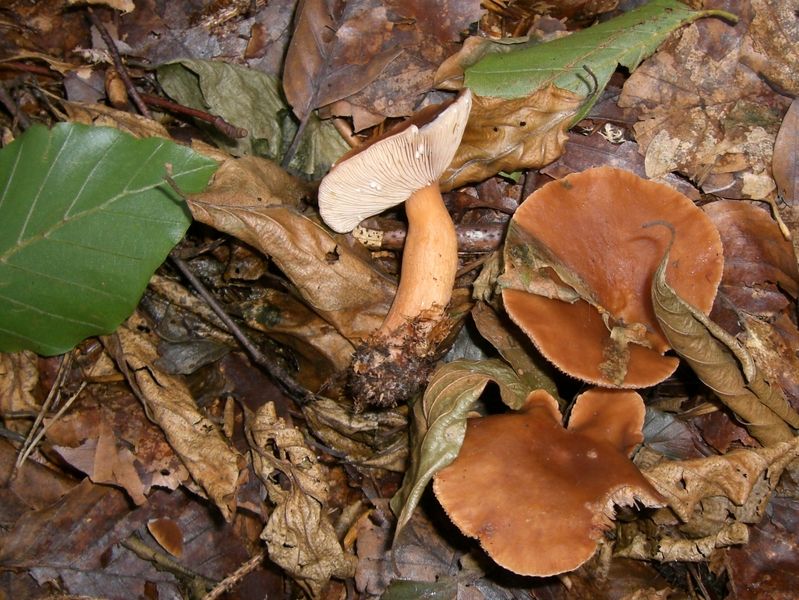 Lactarius-subdulcis_Süßlicher_Buchen-Milchling