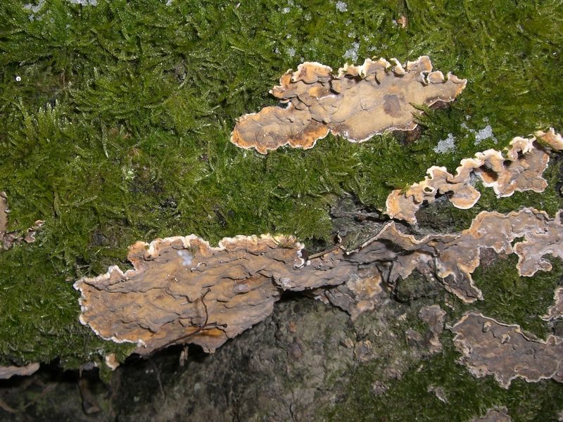 ALEURODISCUS_DISCIFORMIS_Schüsselförmige_Mehlscheibe