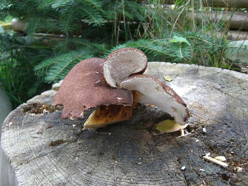 Albatrellus-Pes-Caprae_Ziegenfuß-Porling