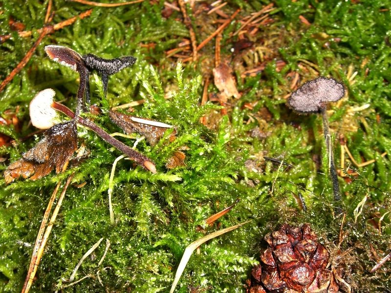 Auriscalpium-vulgare_Ohrlöffelstacheling