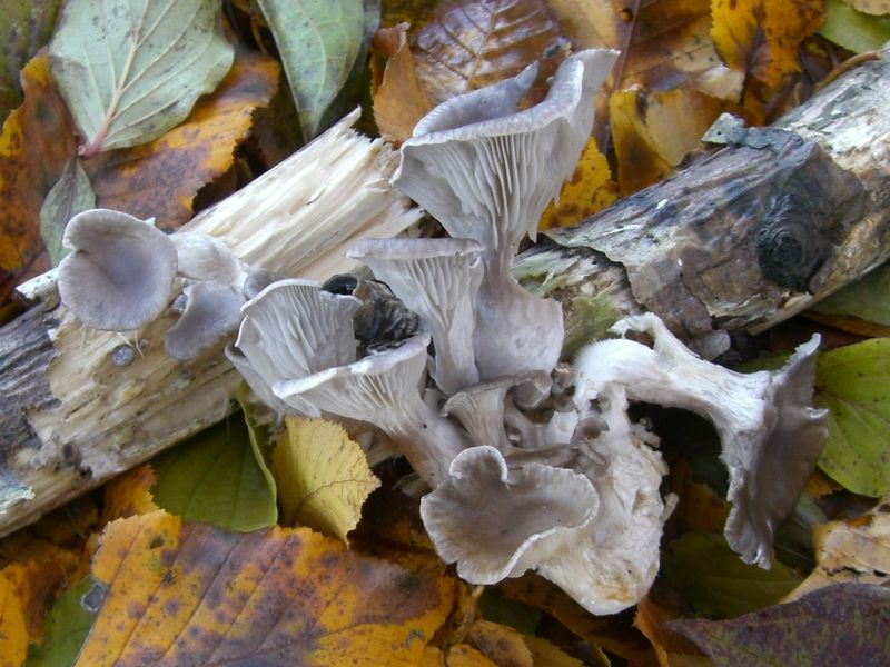 PLEUROTUS-CORNUCOPIAE-Rillstieliger_Seitling