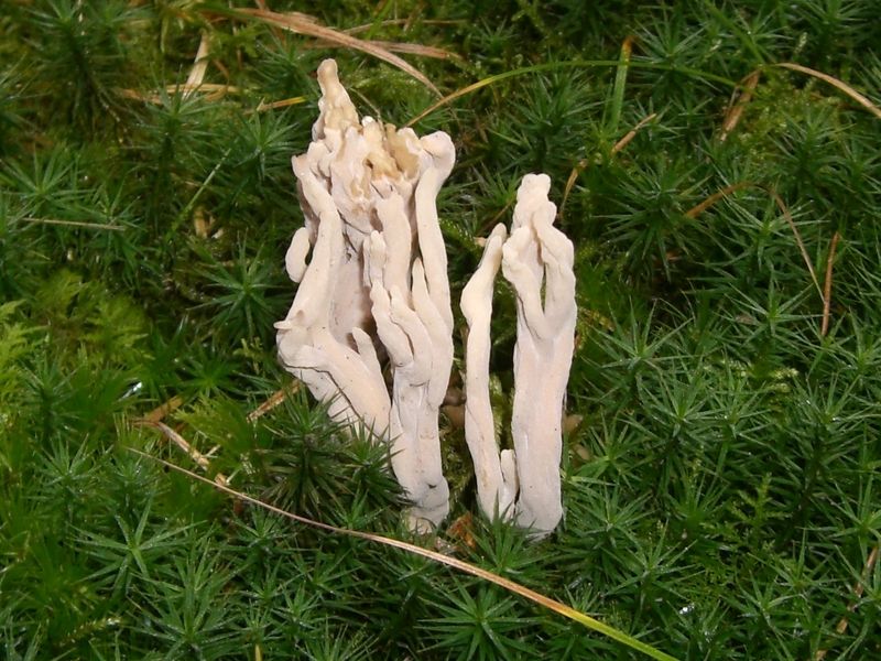 Clavulina-rugosa_Runzeliger_Korallenpilz