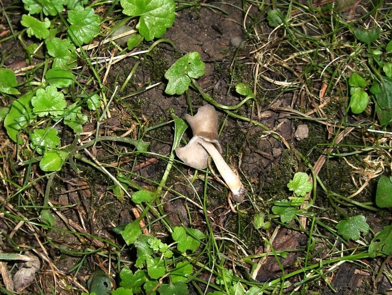 Helvella-ephippium_Sattelförmige_Lorchel