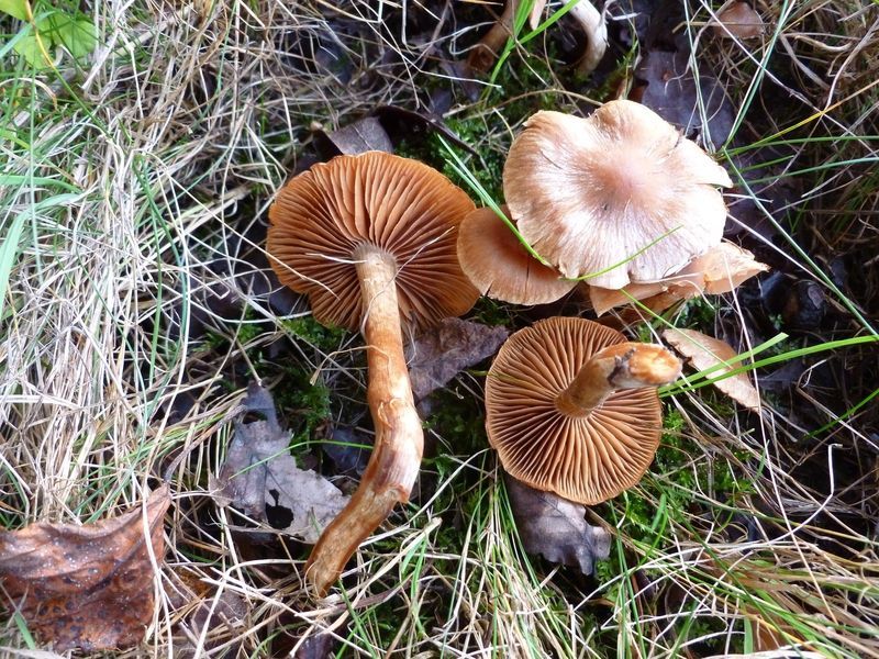 Cortinarius-candelaris_Wachsgelber-Wasserkopf_Vilsmaier