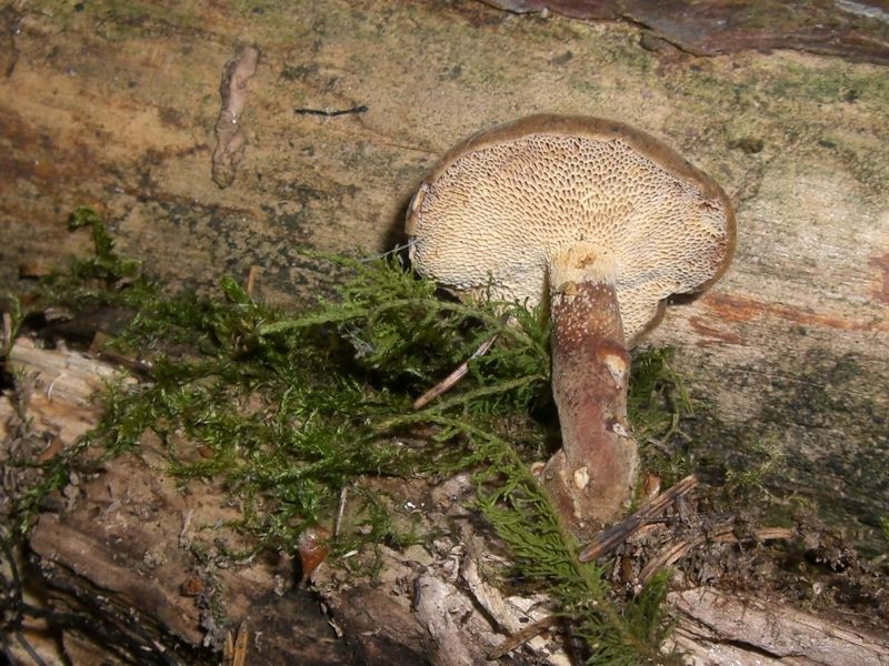 Polyporus-arcularius_Weitlöcheriger_Porling