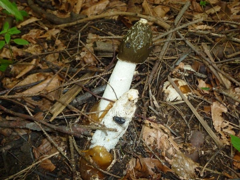 Phallus-impudicus Gemeine_Stinkmorchel
