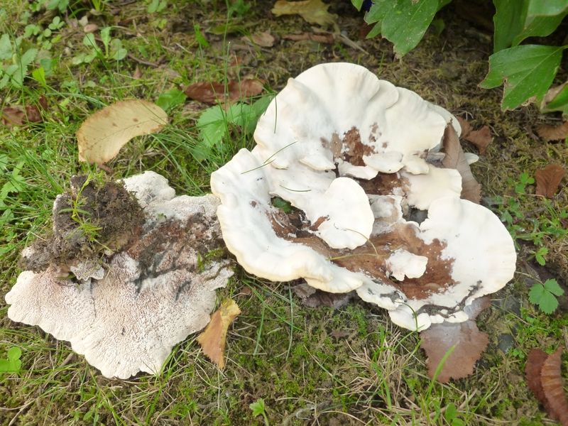 ABORTIPORUS_BIENNIS_Rötender_Saftwirrling