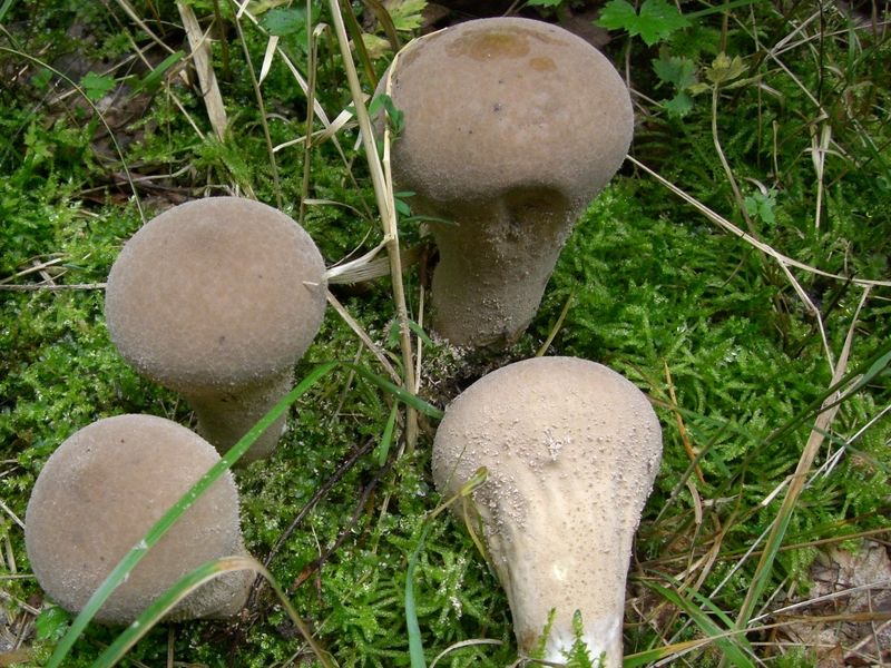 Lycoperdon-molle Weichlicher_Stäubling