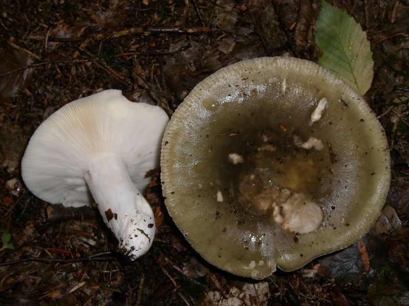 Russula-pseudoaeroginea_Olivgrüner_Täubling