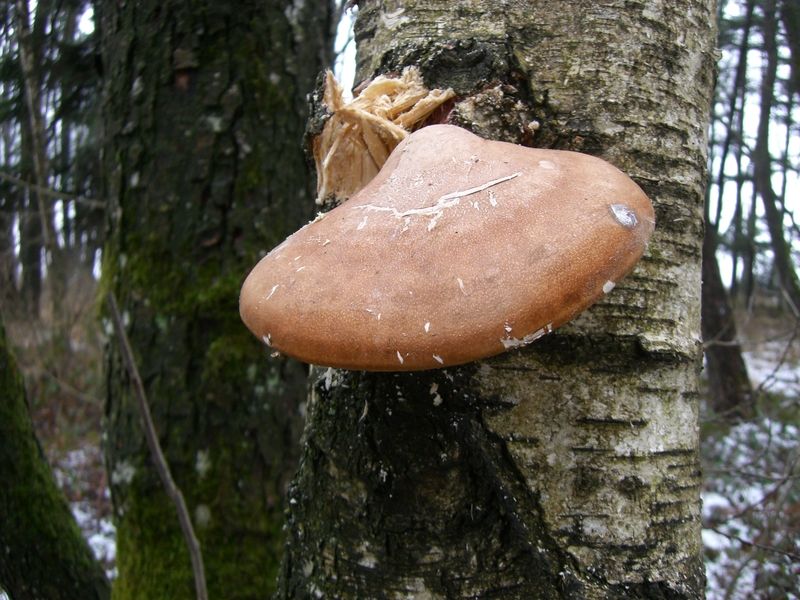 Piptoporus-betulinus_Birken-Porling