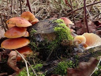 Der wohlschmeckende Samtfußrübling wächst während der Wintermonate vorzugsweise an Pappel- und Weidenstümpfen