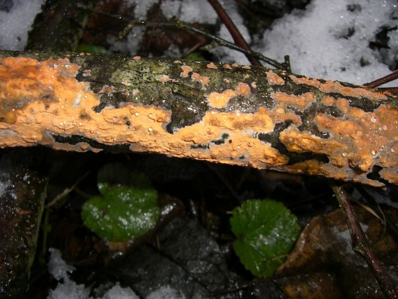 PENIOPHORA_INCARNATA_Fleischroter_Zystidenrindenpilz