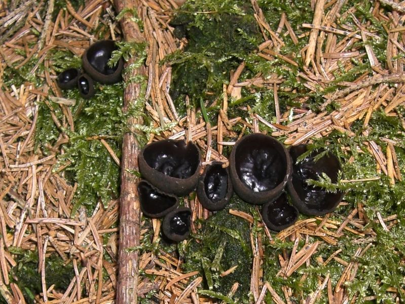 Pseudoplectania-nigrella_Glänzender_Schwarzborstling