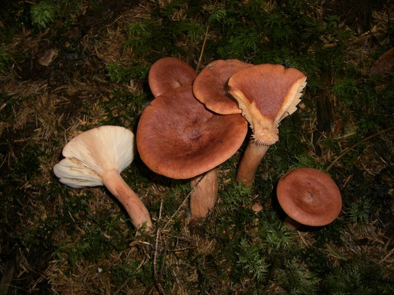 Lactarius-rufus_Rotbrauner_Milchling