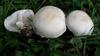 Rosablättriger Egerlingsschimmling