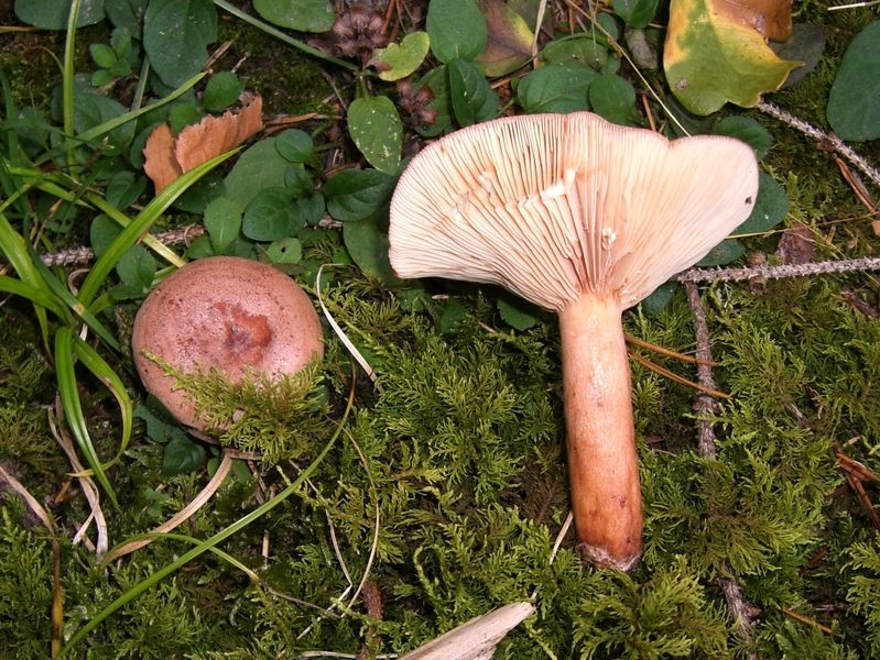 Lactarius-quietus_Eichen-Milchling