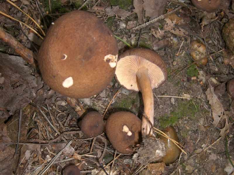 LACTARIUS-CREMOR_Orangefuchsiger_Zwergmilchling
