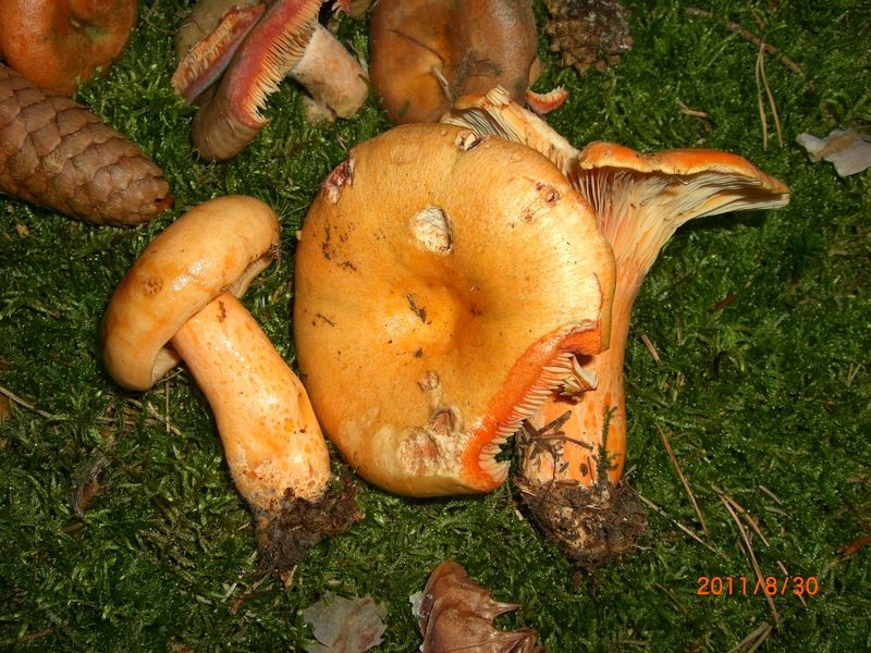 Lactarius-salmicolor_Lachs-Reizker