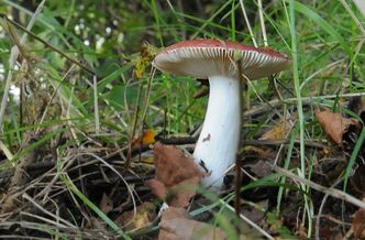 Speisetäubling Lamellen