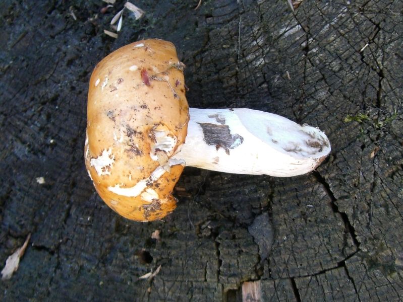 Russula-decolorans_Orangeroter_Graustiel-Täubling