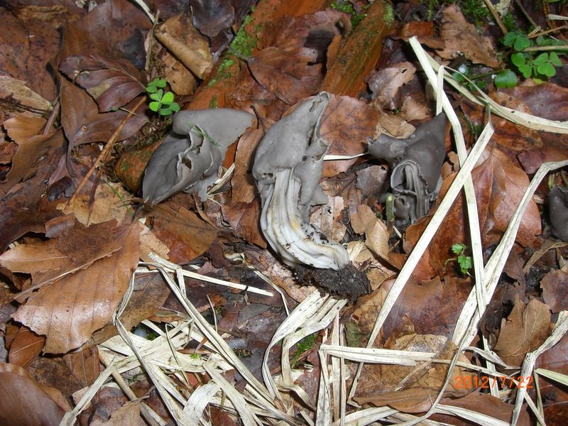 Helvella-lacunosa_Gruben-Lorchel