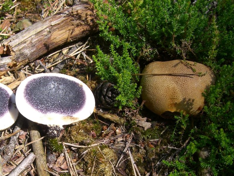 Scleroderma-citrinum Dickschaliger_Kartoffel-Hartbovist