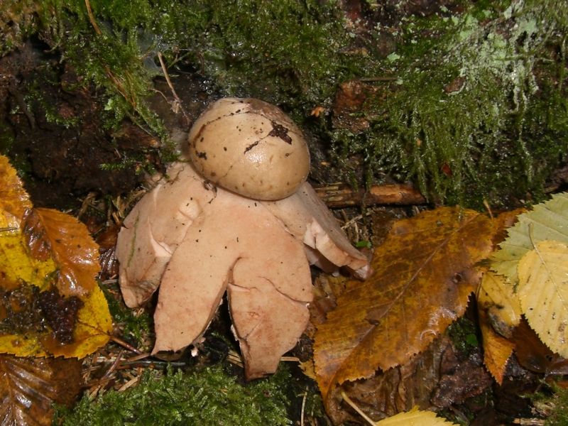 Geastrum-rufescens Rötender_Erdstern