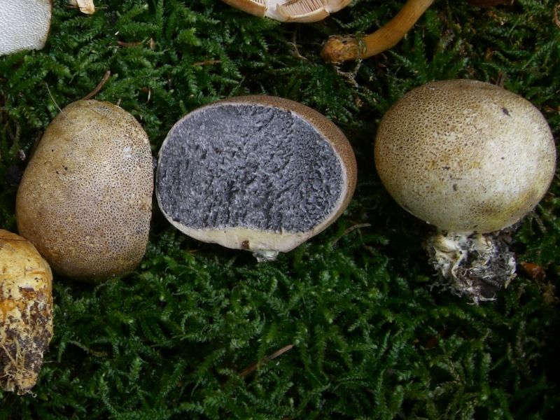 Scleroderma-verruscosum Dünnschaliger_Kartoffelbovist