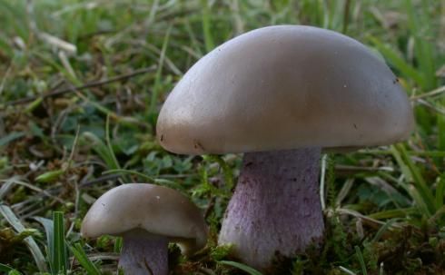 Lepista-personata_Lilastiel-Rötelritterling