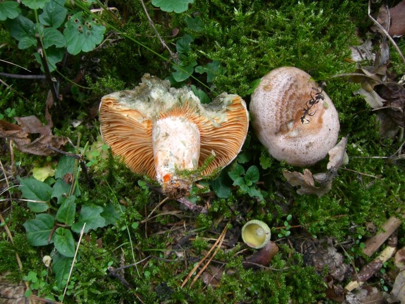 Lactarius-semisanguifluus_Spangrüner-Kiefern-Reizker