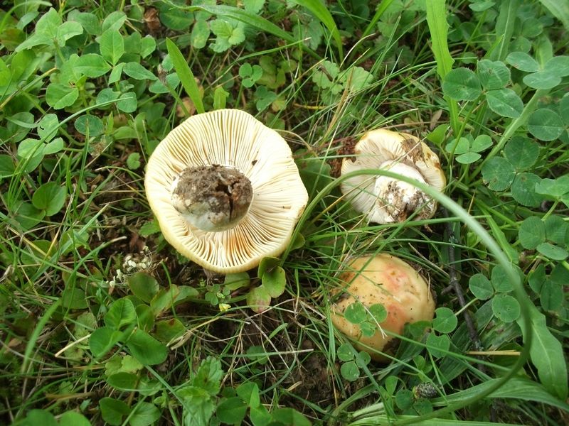 Russula-carpini_Hainbuchentäubling