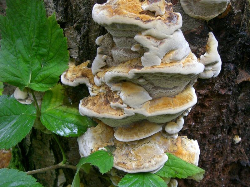 MENSULARIA-RADIATA__Erlen-Schillerporling