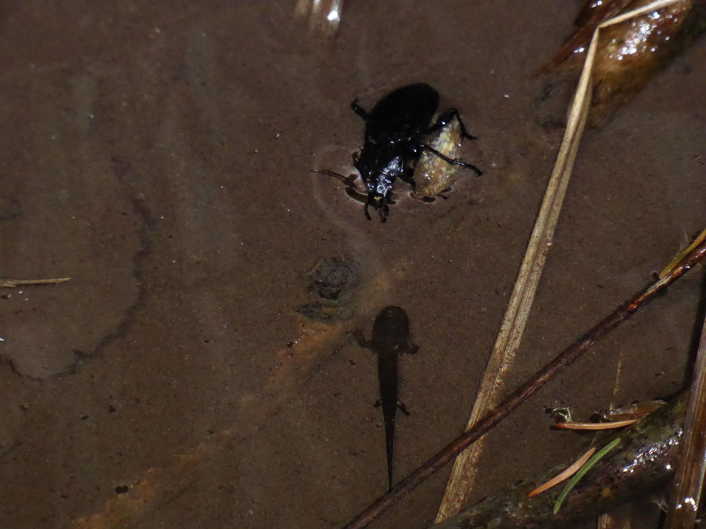 Schwarzer Grubenlaufkäfer ernährt sich von Larven Carabus nodulosus
