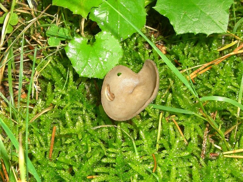 HELVELLA-MACROPUS_Filziger_Langgfüßler