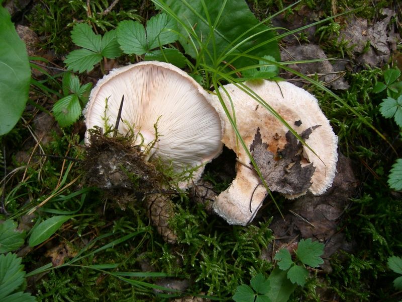 LACTARIUS-PUBESCENS_Flaumiger_Milchling