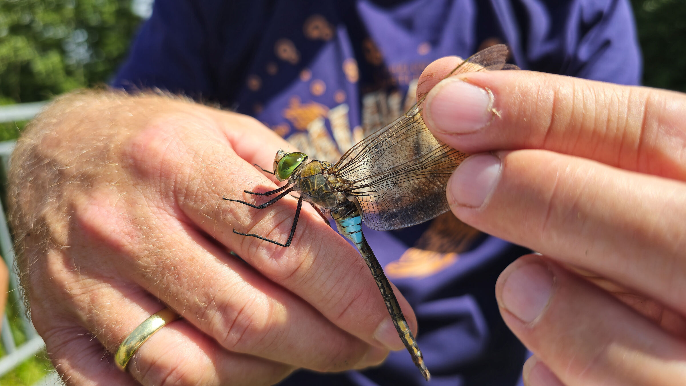 Vielfalt an Libellenarten Niederviehbach. Unter der Leitung von Libellenkundler Herwig Leinsinger aus Kösching konnten Naturinteressierte und Mitglieder des BUND-Naturschutz 13 unterschiedliche Libellenarten beobachten. Die Wörther Isarau zeichnet sich durch eine Kombination verschiedener Libellenlebensräume aus und ist dadurch ideal für eine Erkundungstour. So wurden Mühlbach, verschiedene Kiesweiher, der Sickergraben und die Isar besucht. Jede Libellenart habe eigene Ansprüche an ihren Lebensraum, so beeinflussen Strömungsgeschwindigkeit, die Wassertemperatur, Nährstoffgehalt, der Bewuchs des Gewässers und der Fischbesatz die Artenzusammensetzung. AuIn den vergangenen Jahren habe das Vorkommen des Großen Granatauges und der Braunen Mosaikjungfer abgenommen. Sehr schön konnten die Teilnehmer Exemplare der Kleinen und Großen Königslibelle, Feuerlibellen, den Großen Blaupfeil und die Blutrote Heidelibelle beobachten. Auch verschiedene Azurjungfern und das Kleine Granatauge, Große Pechlibelle und weitere Arten waren zu sehen. Auch die Exuvien verschiedener Arten wurden durch Leinsinger vorgestellt und besprochen. Bild1: Libellenkundler Leinsinger erläutert die Unterscheidungsmerkmale verschiedener Exuvien (abgestreifte Haut der Libellenlarven) anhand im Gelände vorgefundener Exemplare. Eine Kleine Königslibelle konnte gerettet werden und wurde wieder in die Freiheit entlassen.