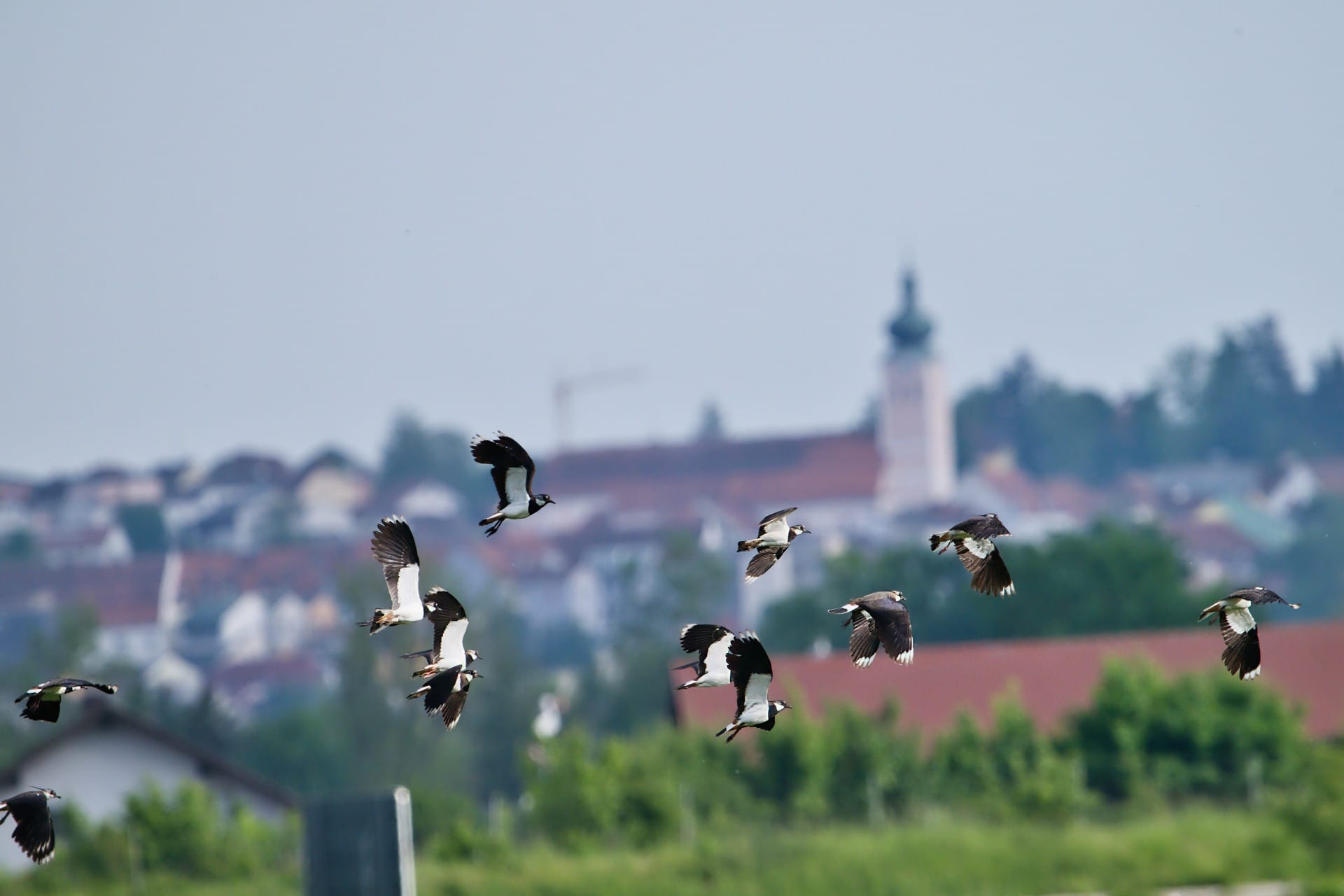 Kiebitze fliegen an Landau vorbei. Foto: Franz Meindl