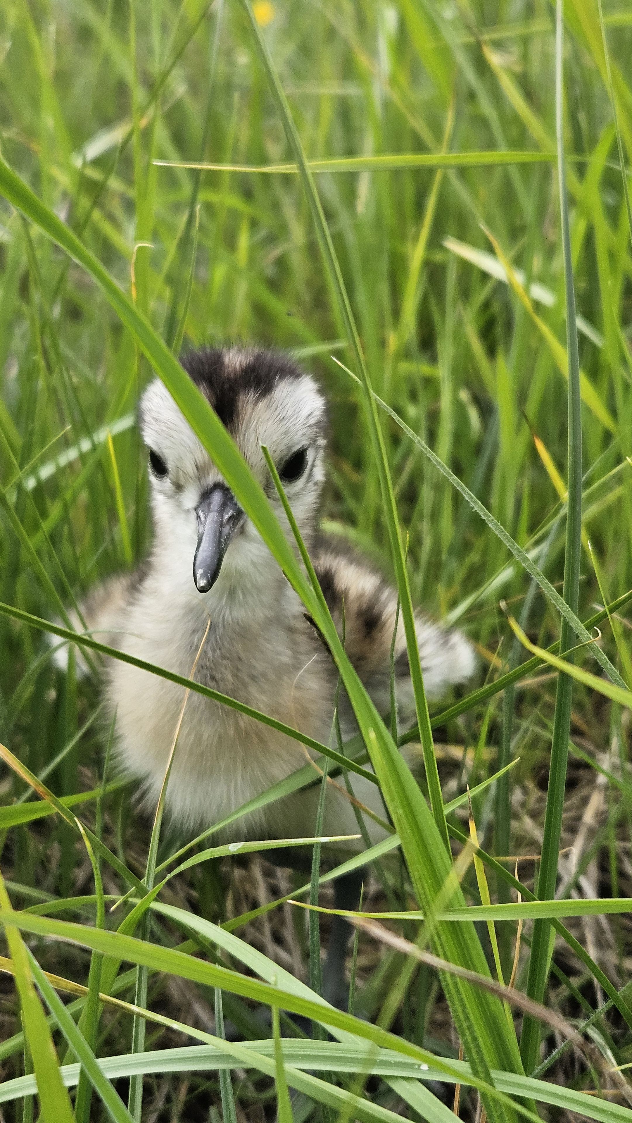 Brachvogelküken Foto: Franz Meindl