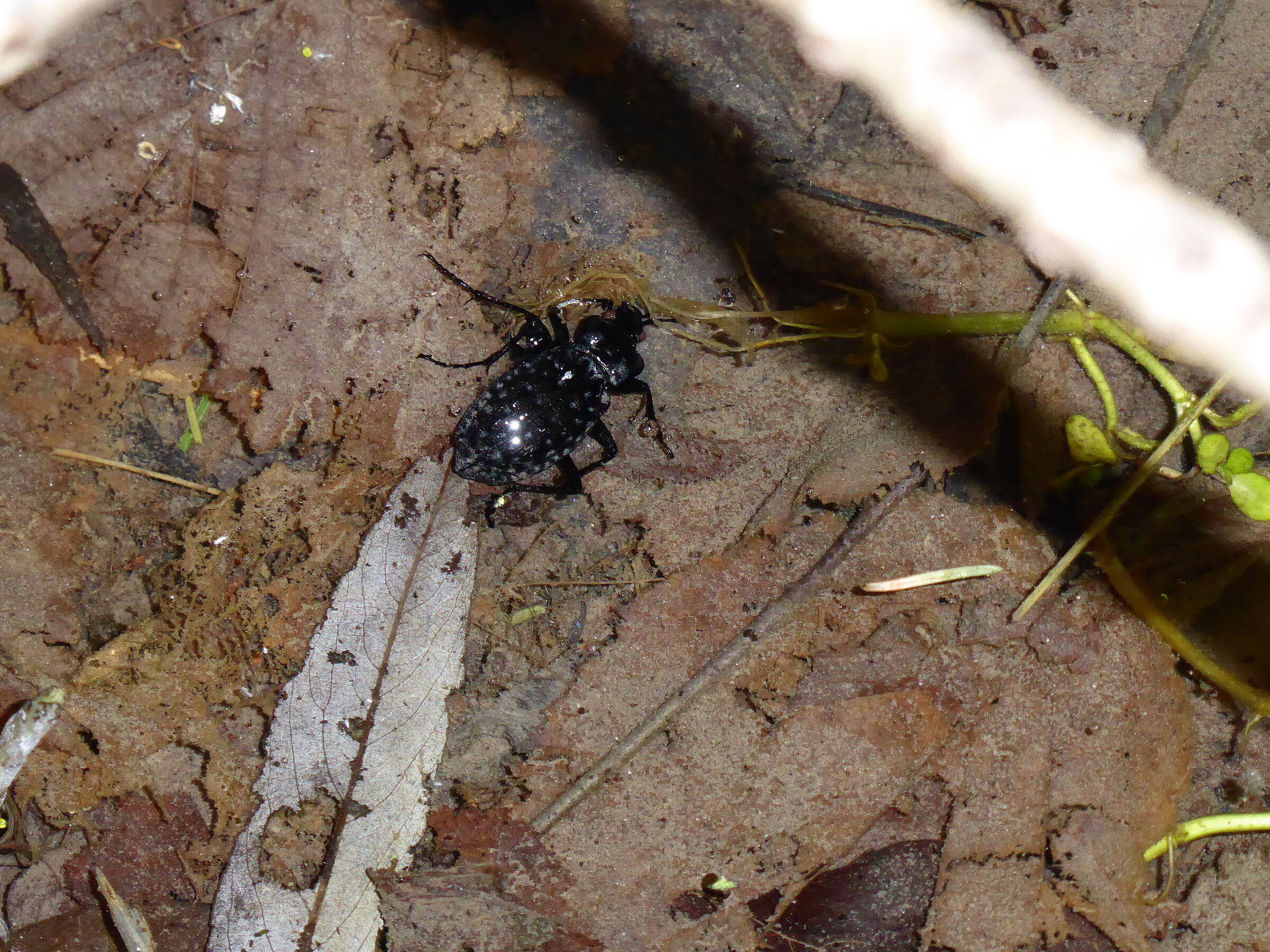 Carabus nodulosus